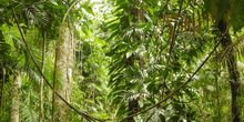 Daintree Enchantment - 5D Diamond Painting Kit