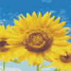 Vibrant Sunflower - 5D Diamond Painting Kit