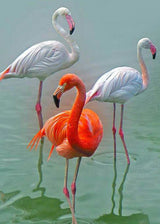Pink and orange flamingos standing in shallow blue-green water