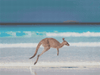 Lucky Bay Roo - 5D Diamond Painting Kit