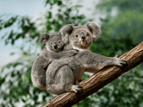 Koalas in grey, green, brown tones in a leafy natural environment