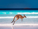 Kangaroo leaping above a turquoise and blue coastal scene