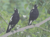 Magpie Duo - 5D Diamond Painting Kit