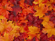 Mapleleaves - 5D Diamond Painting Kit