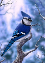 Blue, white and black crested bird perched on a snowy branch