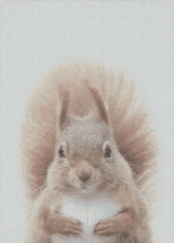 Squirrel - 5D Diamond Painting Kit