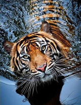 Tiger raising its striped face above blue water