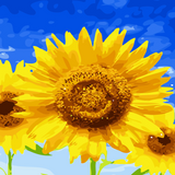 Close-up yellow sunflower with a dark brown centre and blue and green accents